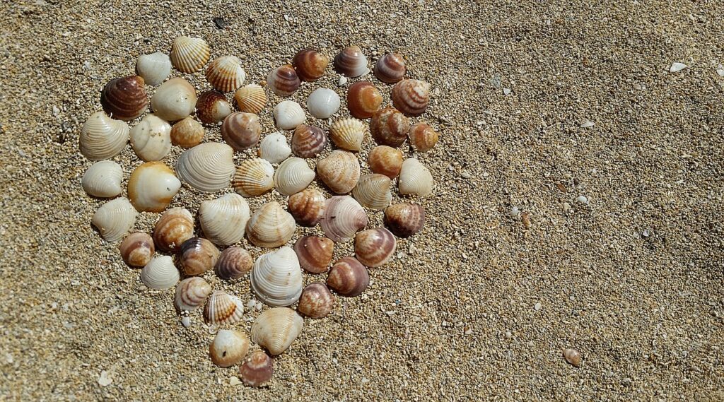 heart-shellfish-harmony-1583996 heart, shellfish, harmony-1583996.jpg